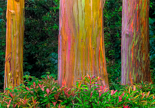 arvores mais bonitas do mundo