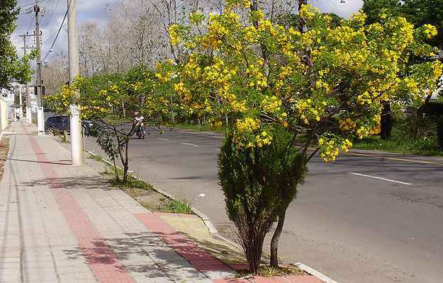 Manutenção de Árvores em Calçadas: Dicas Essenciais para um Crescimento Saudável
