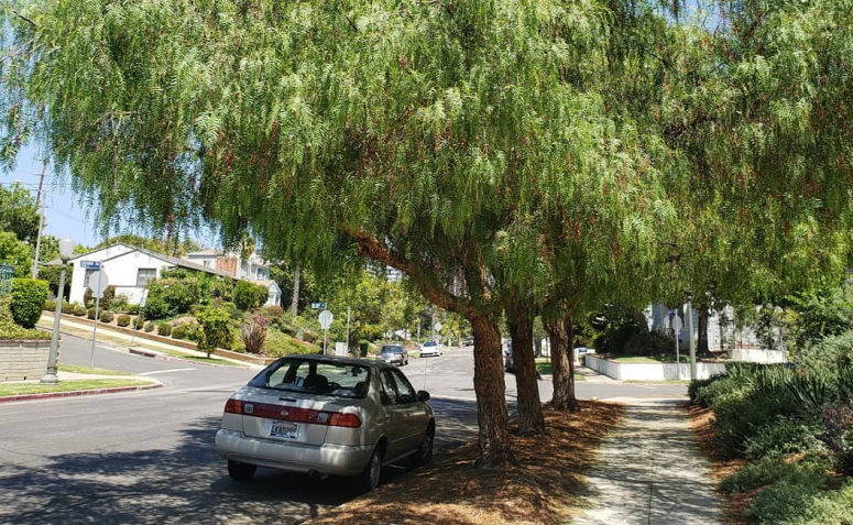 Guia Completo: Como Plantar Árvores na Calçada Sem Danificar a Estrutura