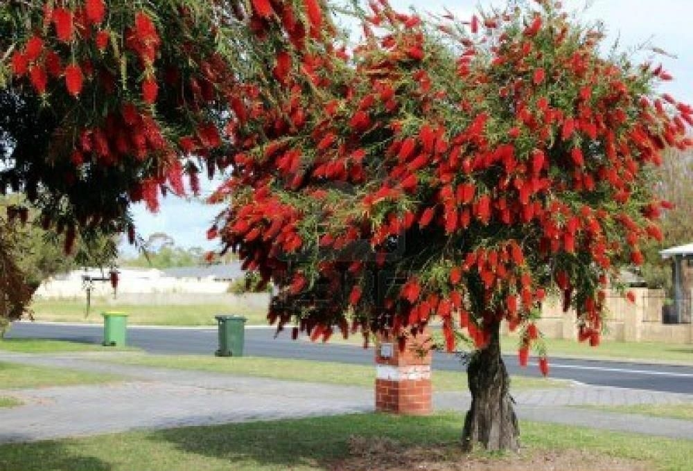 Mudas Gratuitas e Programas de Arborização Urbana na Sua Cidade