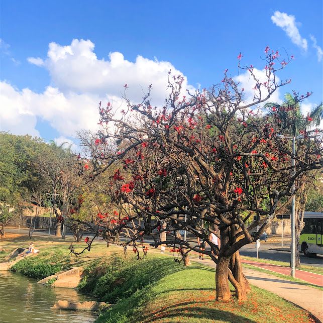Regulamentação Municipal: O Que Você Precisa Saber Antes de Plantar na Calçada