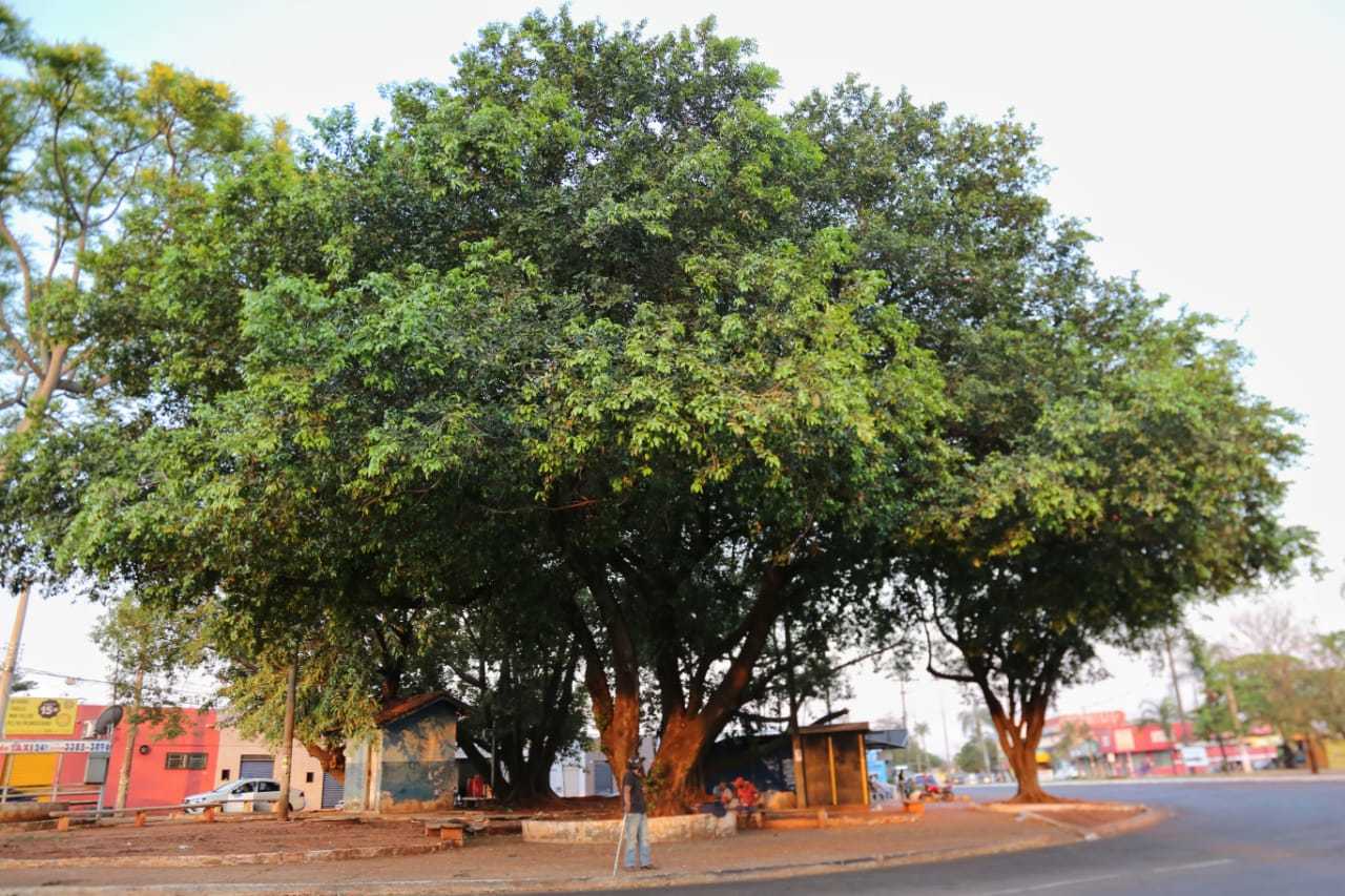 Guia Completo: Como Plantar Árvores na Calçada Sem Danificar a Estrutura