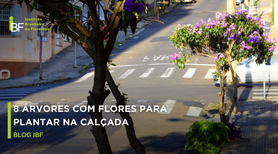 Mudas Gratuitas e Programas de Arborização Urbana na Sua Cidade
