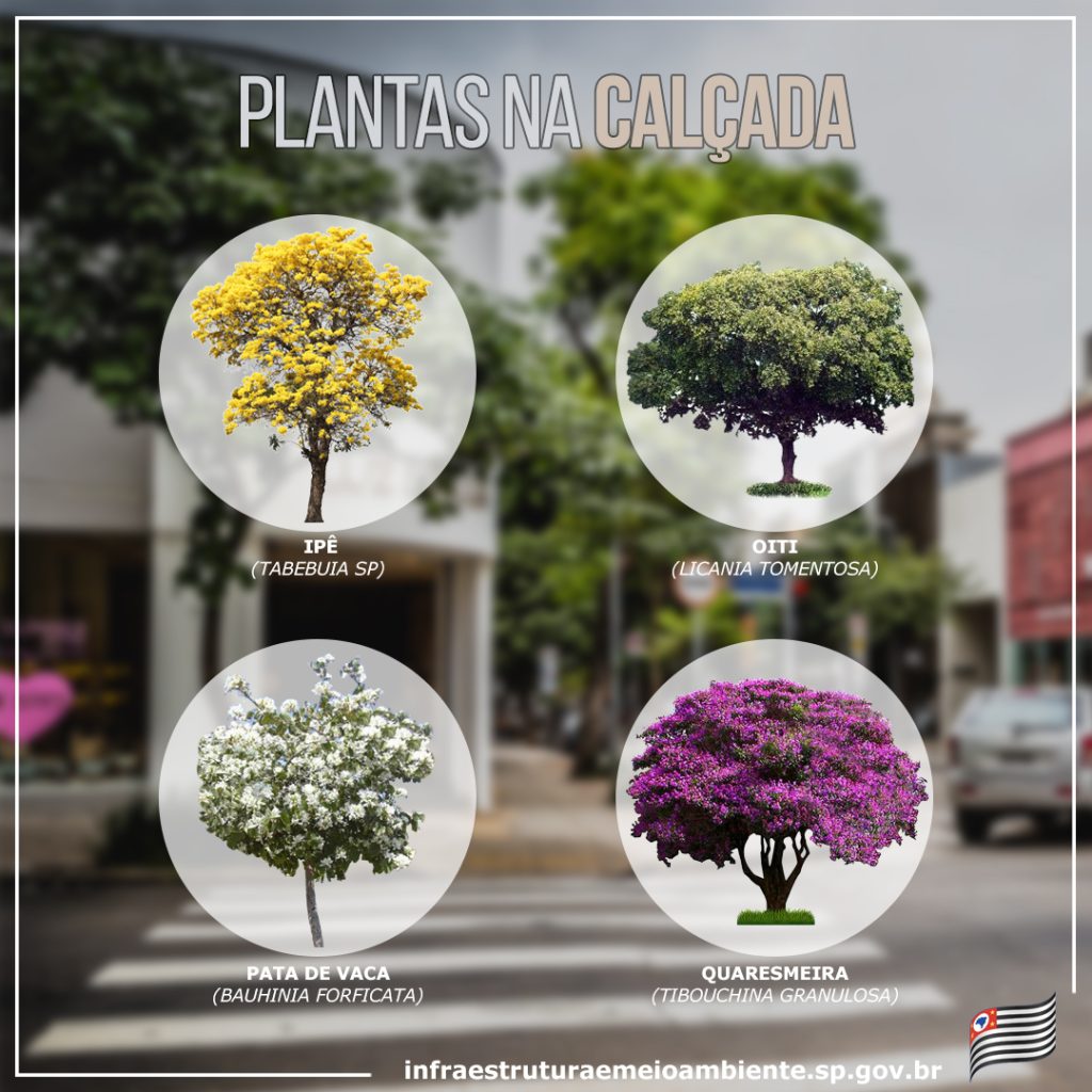 As Melhores Árvores Frutíferas para Atrair Pássaros e Ter Sombra em Casa