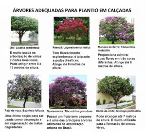 arvores para calçada
