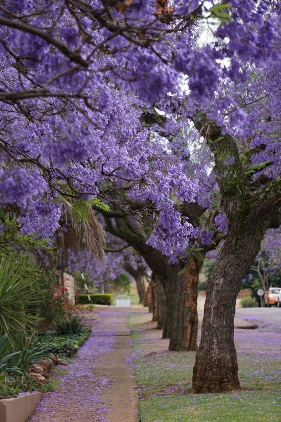 As Melhores Árvores Frutíferas para Atrair Pássaros e Ter Sombra em Casa