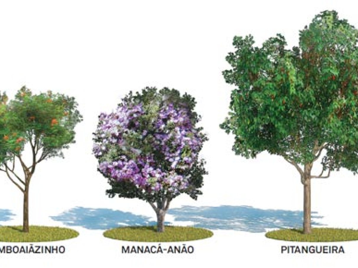 Guia Completo: Como Plantar Árvores na Calçada Sem Danificar a Estrutura