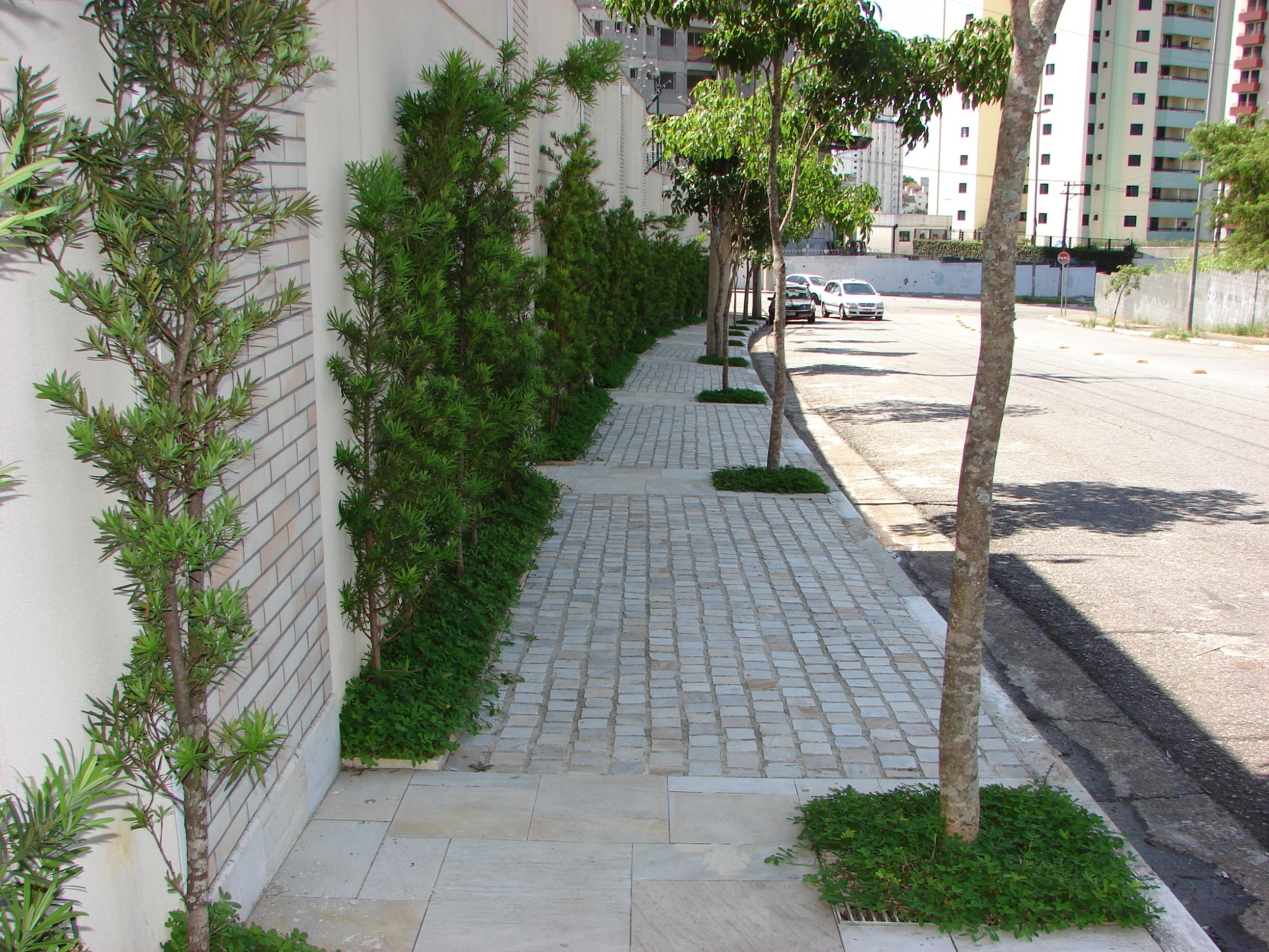 Mudas Gratuitas e Programas de Arborização Urbana na Sua Cidade