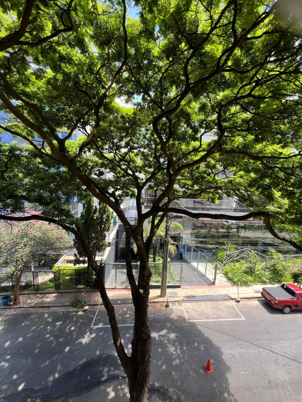 arvores para diminuir o barulho da rua