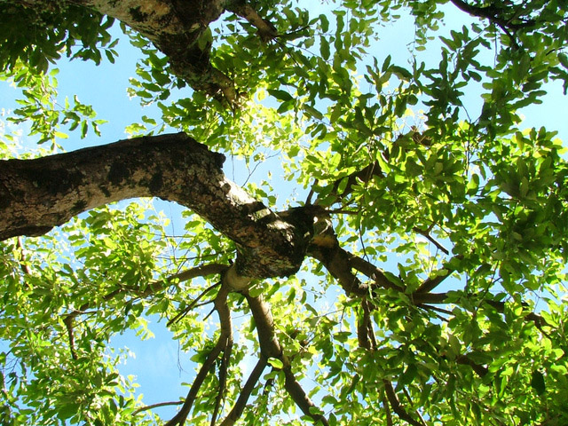 frescor e privacidade