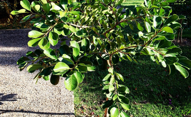 Guia completo: Como escolher a árvore ideal para sua calçada sem danificar