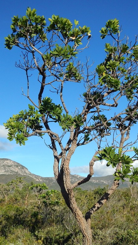 Comparativo de espécies: Qual árvore oferece a melhor atenuação de ruído?