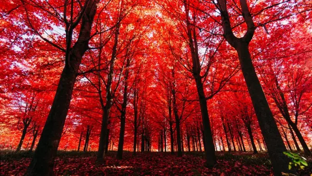 arvores para diminuir o barulho da rua