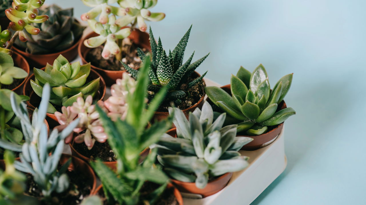 Guia completo: Como escolher a árvore ideal para sua calçada sem danificar