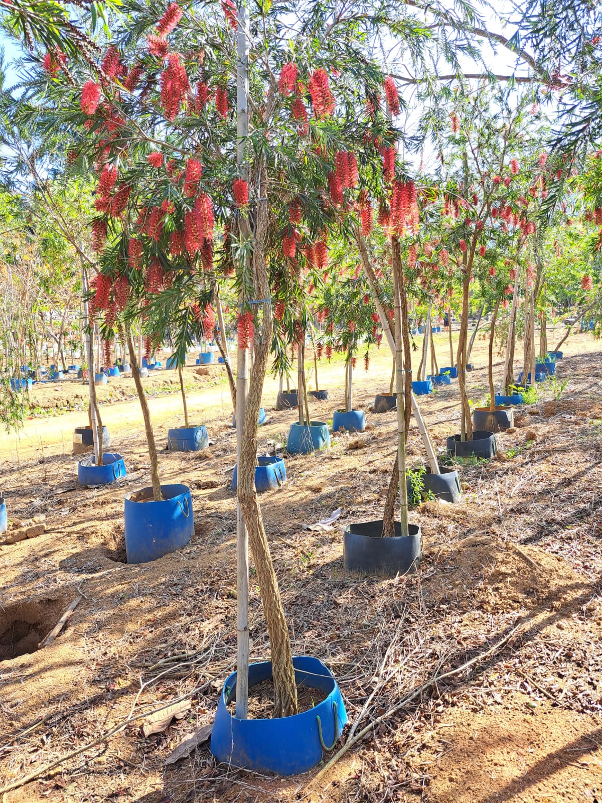 Os benefícios ocultos das árvores: Além do silêncio