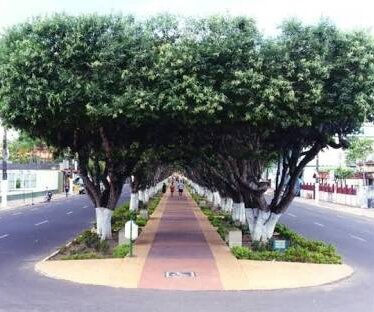 Guia completo: Como escolher a árvore ideal para sua calçada sem danificar