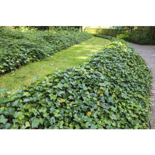 Árvores nativas para estabilização de encostas no Brasil