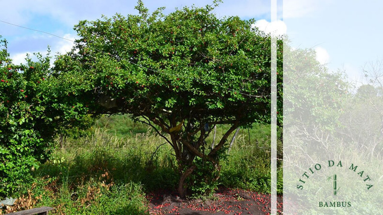 Bioengenharia de solos: Técnicas e benefícios para encostas