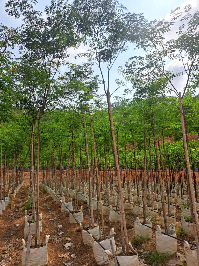 arvores para estabilização de encostas