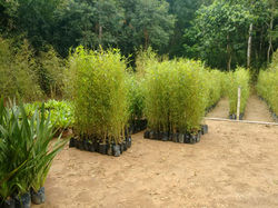 Bioengenharia de solos: Técnicas e benefícios para encostas