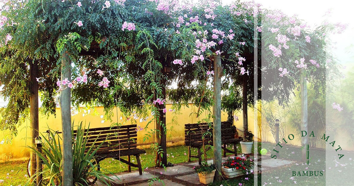 melhores trepadeiras para pergolado com sombra