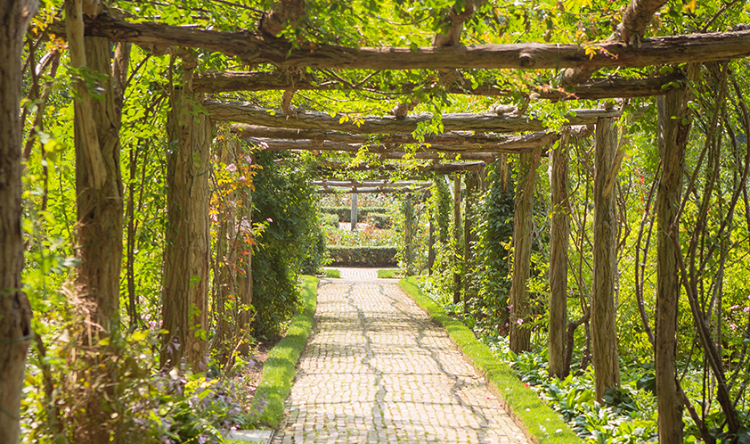 árvores vs trepadeiras para cobrir pergolado