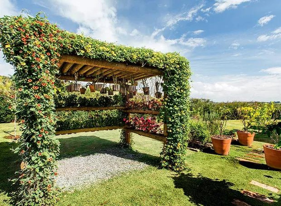 melhores trepadeiras para pergolado com sombra