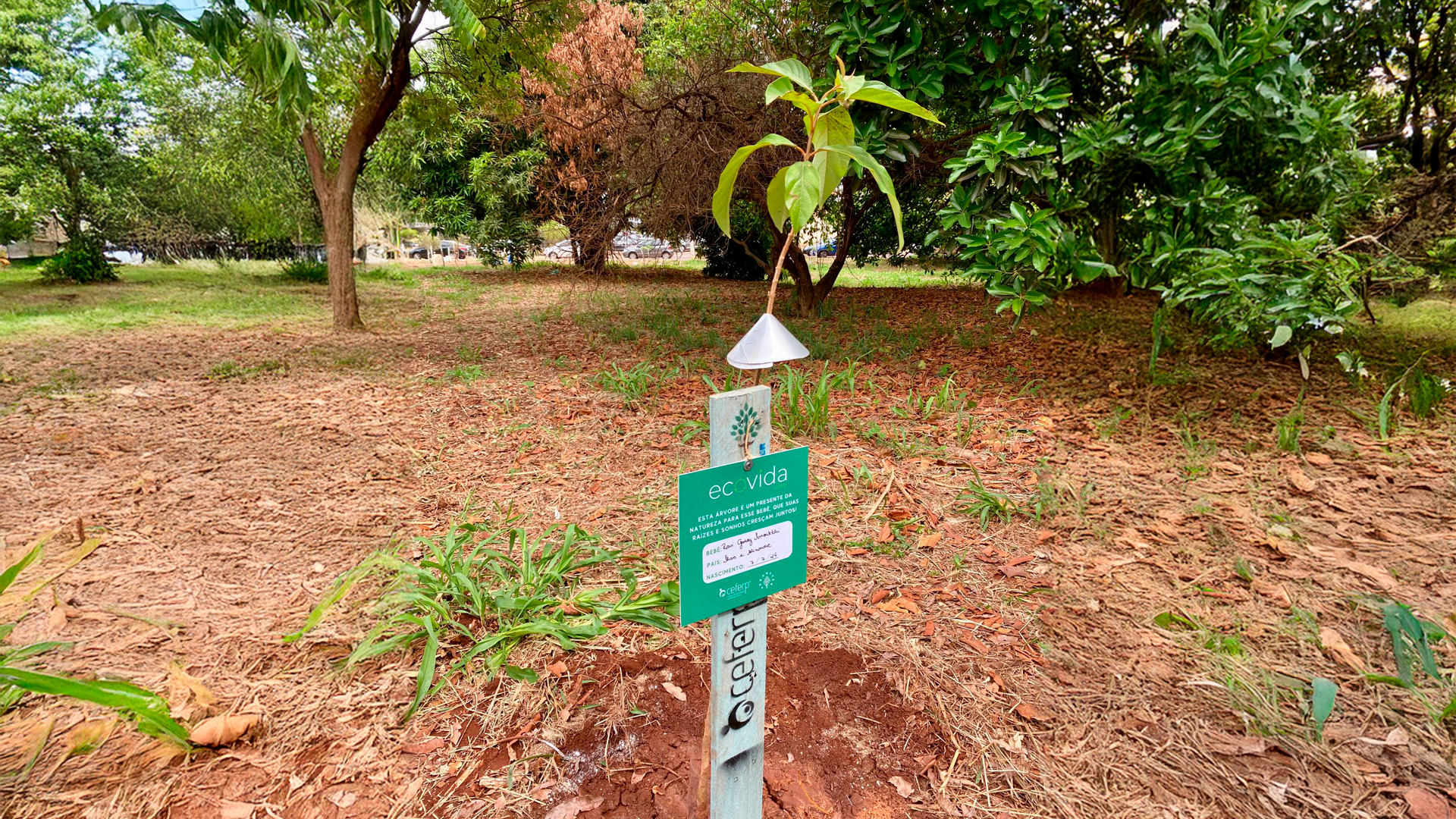 arvores para um futuro sustentavel