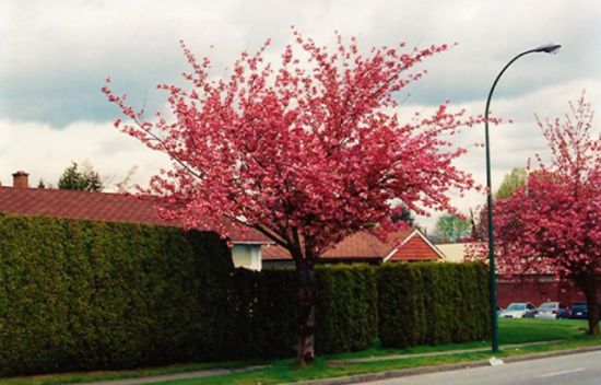 Guia Completo: Como Escolher a Árvore Certa para Cada Ambiente Urbano