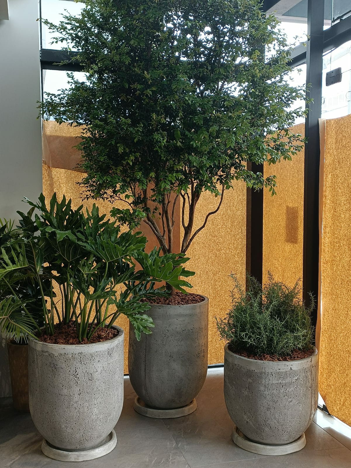 5 Melhores Adubos para Árvores em Vasos