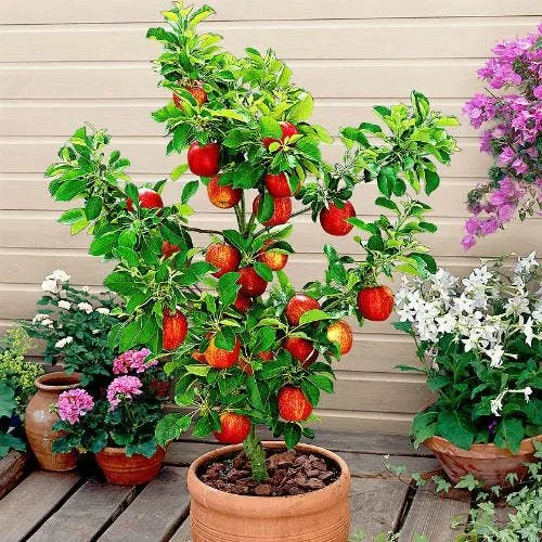 As 10 Árvores Ornamentais Perfeitas para Varandas Pequenas