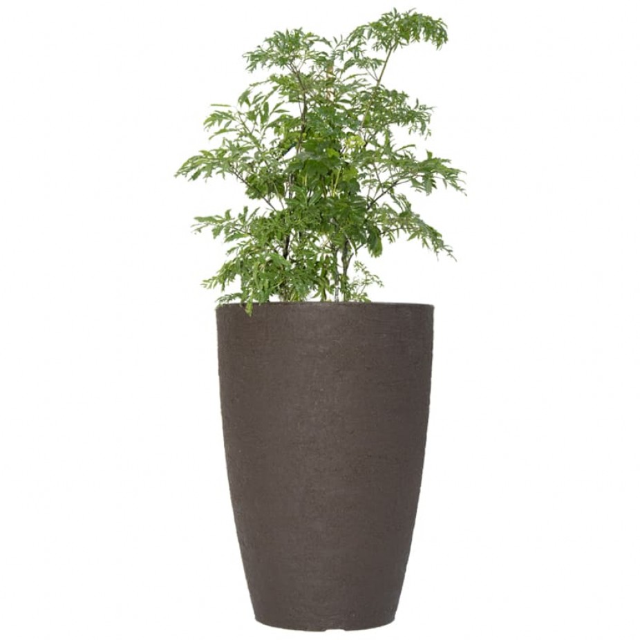 Guia Completo de Poda para Manter sua Árvore Compacta