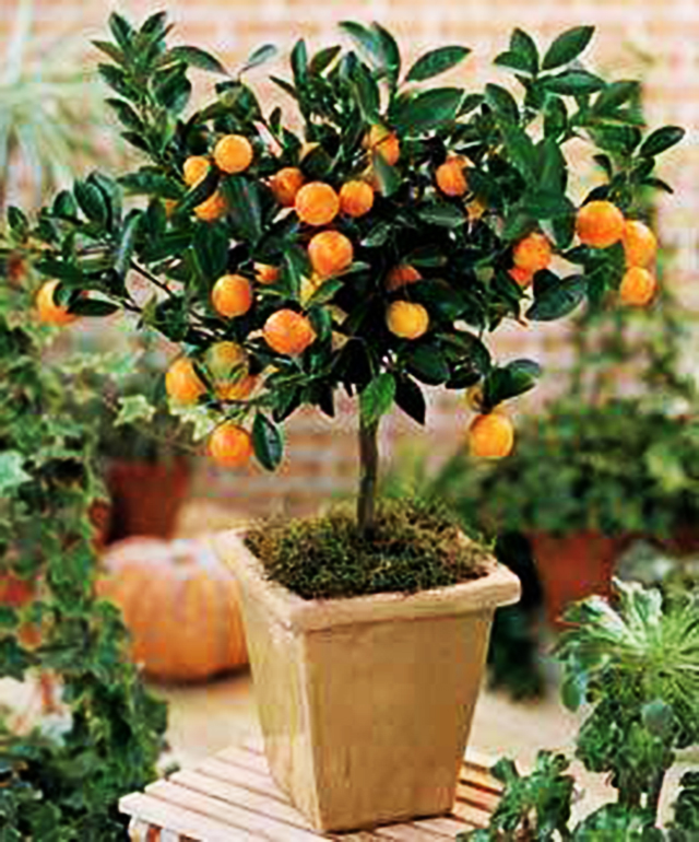 5 Melhores Adubos para Árvores em Vasos