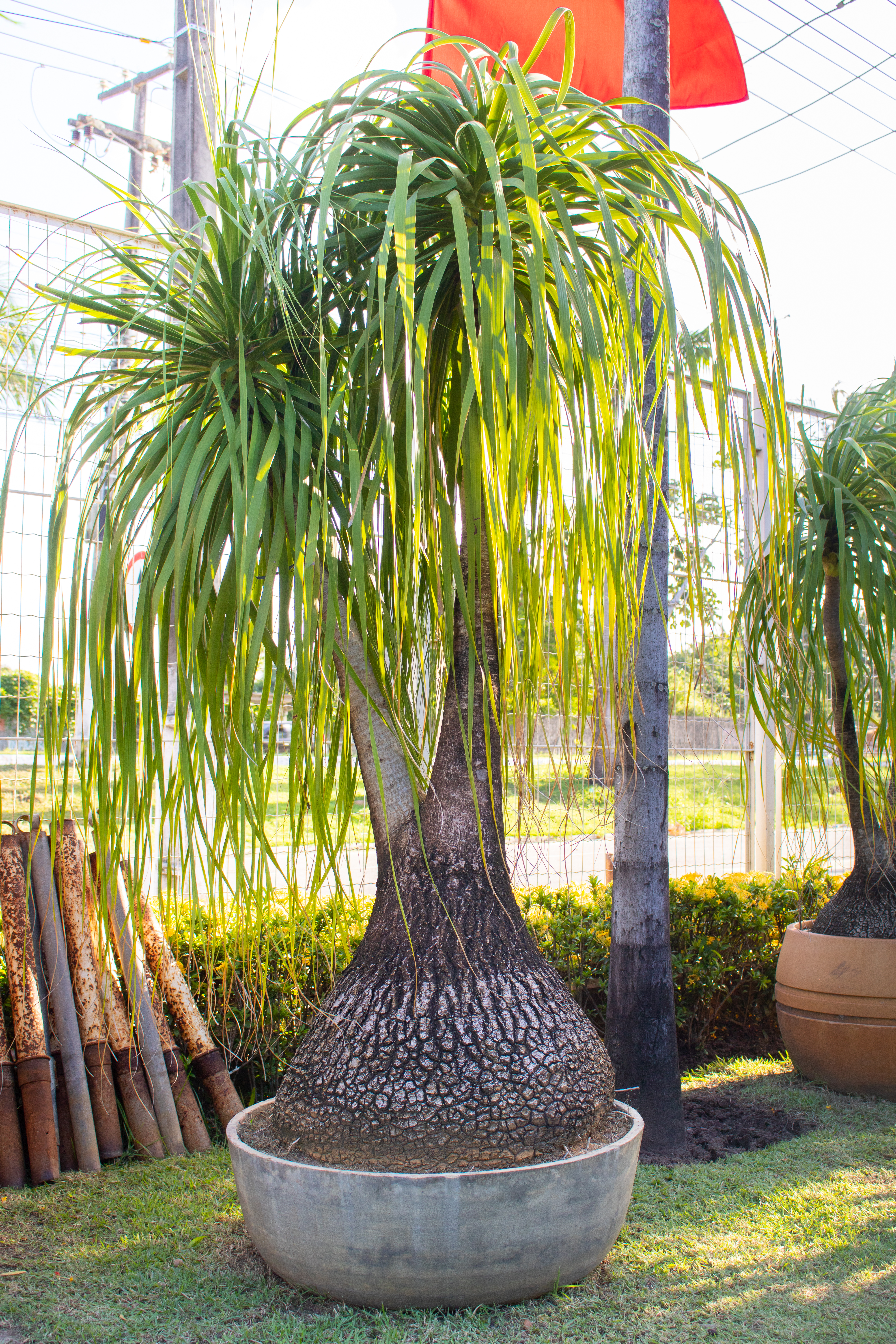 As 10 Árvores Ornamentais Perfeitas para Varandas Pequenas