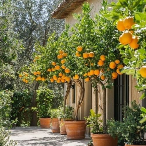 Como Resolver Problemas Comuns no Cultivo de Frutíferas em Vasos