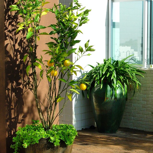 As 10 Árvores Ornamentais Perfeitas para Varandas Pequenas