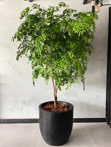 Dicas de Irrigação Essenciais para Árvores em Vasos