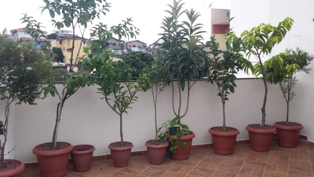 Como Resolver Problemas Comuns no Cultivo de Frutíferas em Vasos