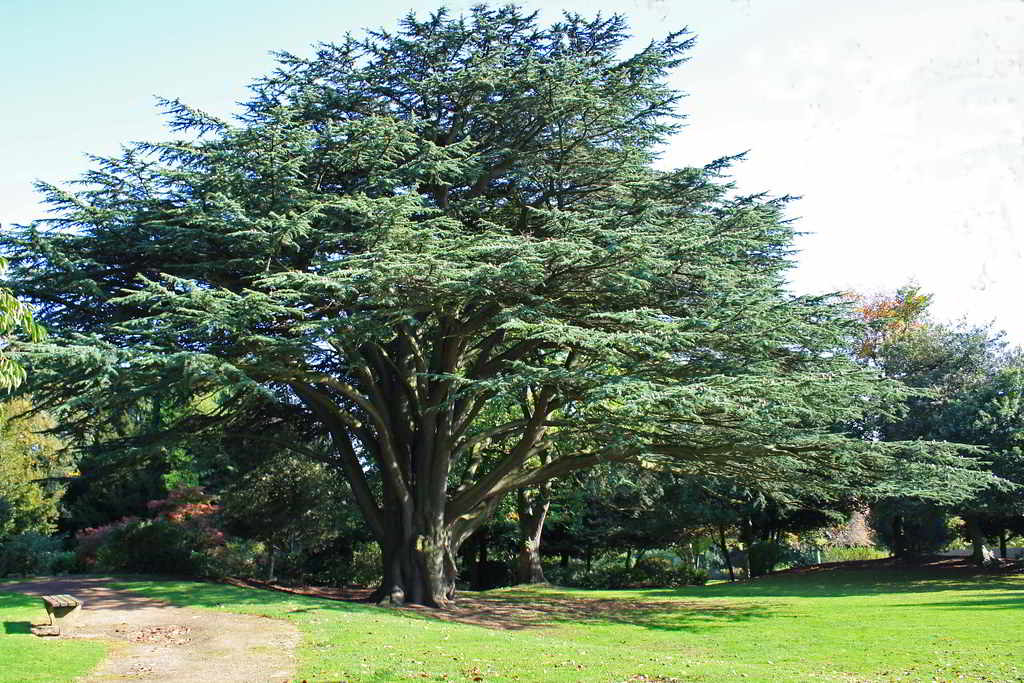Guia de Árvores de Baixa Manutenção para Jardins Urbanos