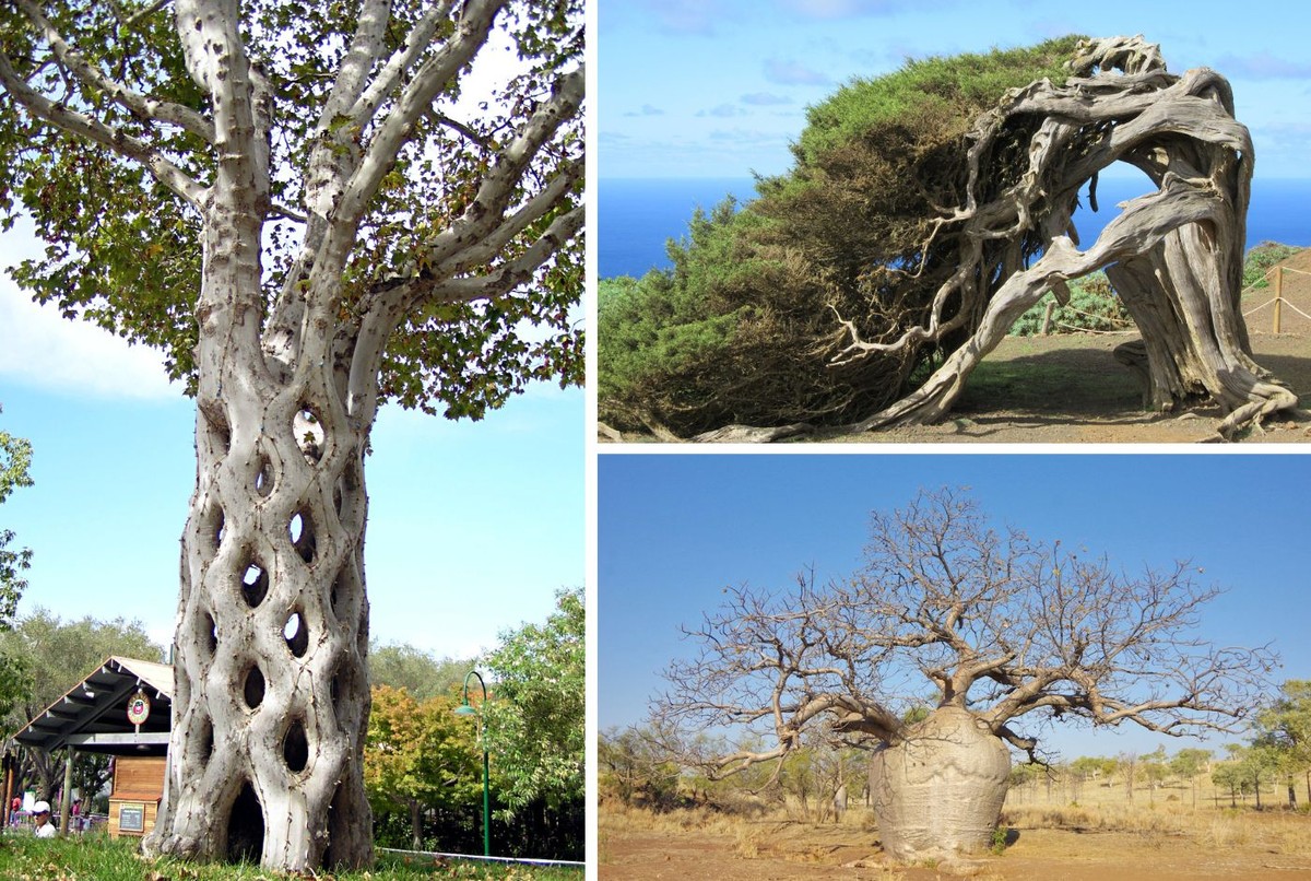 As Melhores Árvores para um Jardim Impecável: Guia Completo