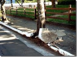 Como Escolher Árvores que Não Sujam: Dicas Essenciais para seu Espaço