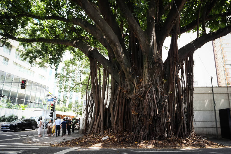 Árvores Ideais para Calçadas: Beleza e Praticidade sem Complicações