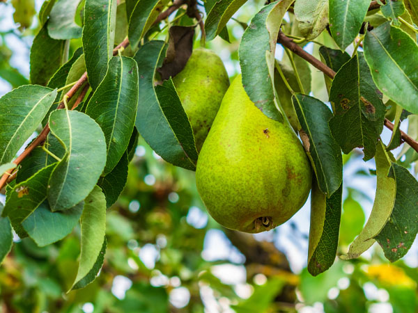 Evite a Sujeira: As Espécies de Árvores Mais Limpas para sua Casa