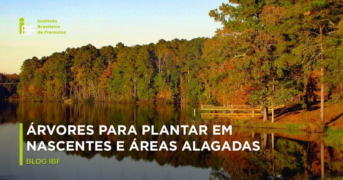 arvores que não sujam muito