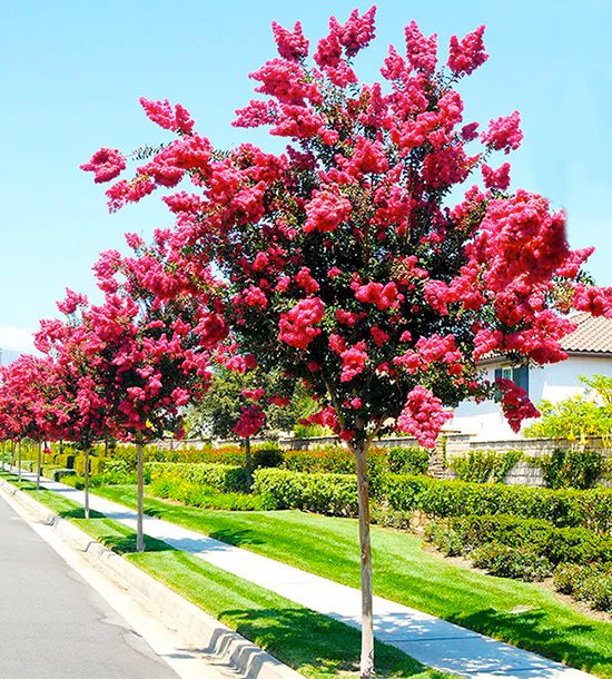 Evite a Sujeira: As Espécies de Árvores Mais Limpas para sua Casa