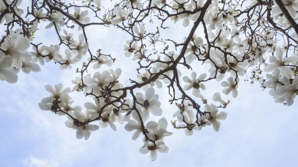 Árvores Ideais para Calçadas: Beleza e Praticidade sem Complicações