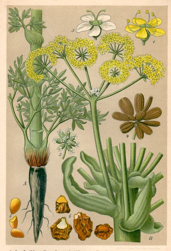 A História e Origem da Assa-fétida