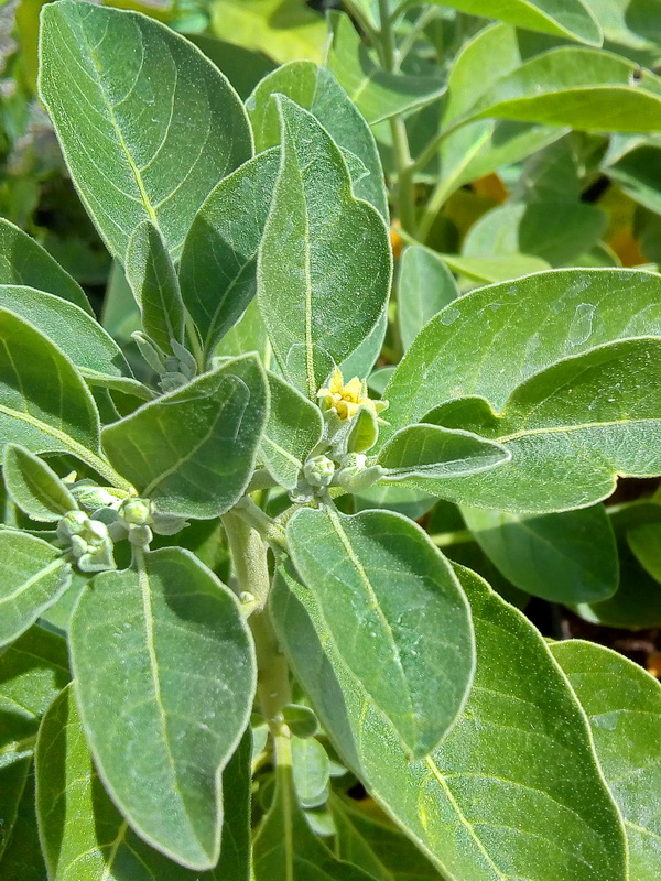 Guia Completo: Dosagem e Formas de Uso da Ashwagandha