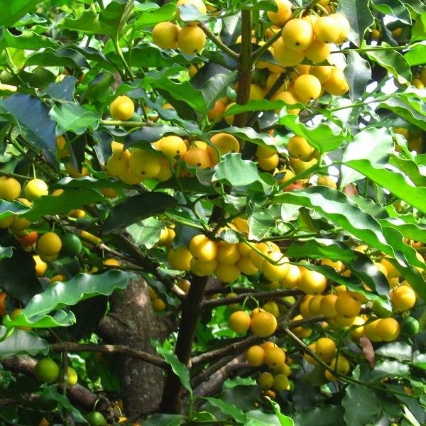 técnicas de poda bacupari mirim