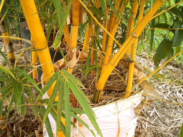 Bambu verde amarelo